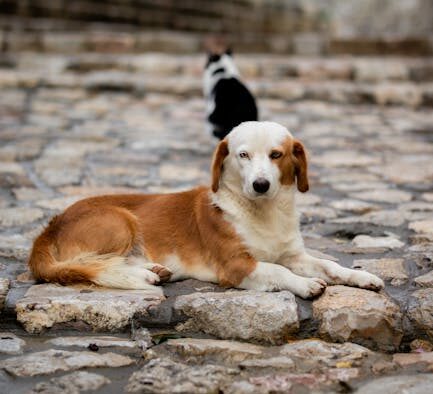 Can my dog have oily skin problems