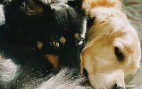 How pain affects sleep in pets