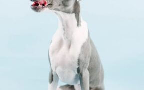 Why is my dog licking paws constantly