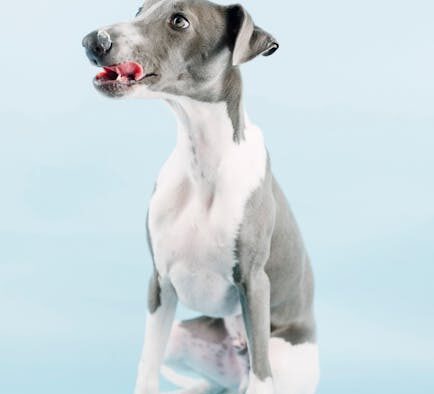 Why is my dog licking paws constantly