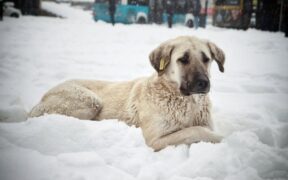 Red flags that indicate severe pain in pets