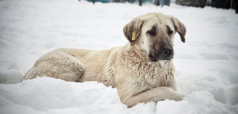 Red flags that indicate severe pain in pets