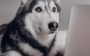 How antibiotics are used responsibly in pets