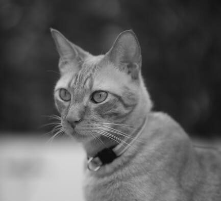 Why does my cat scratch neck area