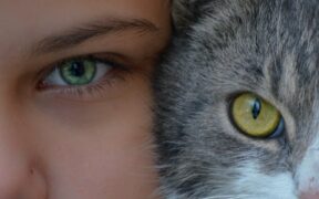 Sharing human antibiotics with pets risks