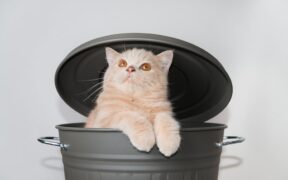 Can my cat have skin redness in armpits