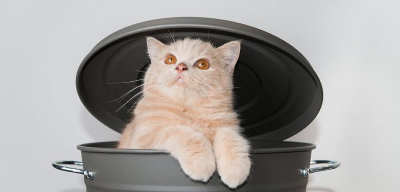 Can my cat have skin redness in armpits