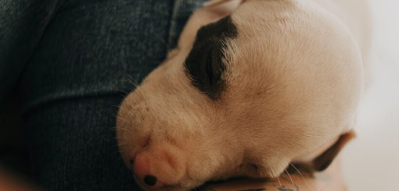 Can my dog have skin inflammation on paws