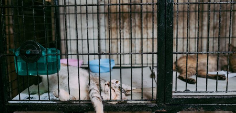 Parasite medication considerations for rescue cats