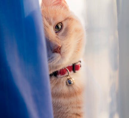 Why does my cat have rash under collar