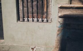 First steps when a cat appears in pain