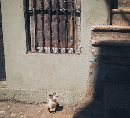 First steps when a cat appears in pain