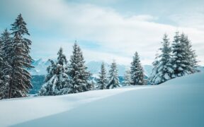 Why does my dog itch after vaccinations