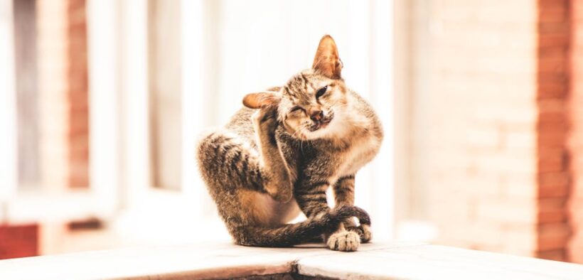 When to worry about constant itching in cats