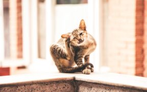 Why does my cat seem restless from itching