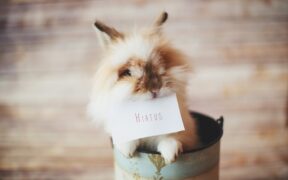 Can parasite medication cause eye changes in pets