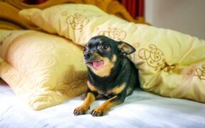 Why is my dog scratching all the time