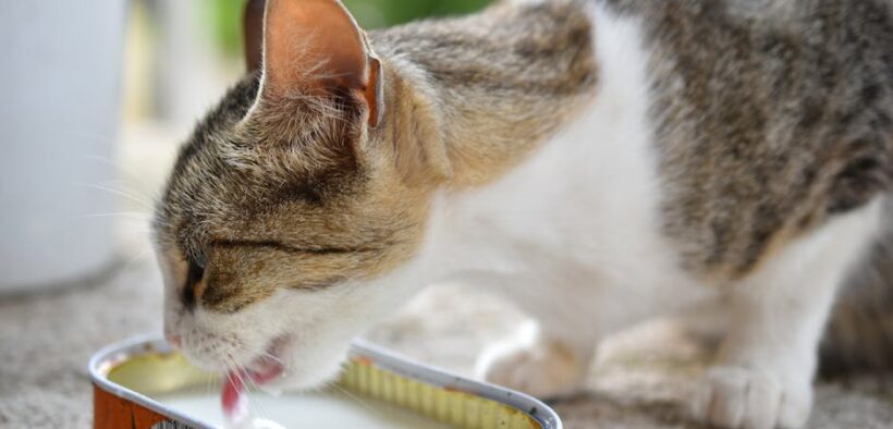 Can my cat have seasonal skin allergies