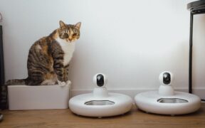 Antibiotics and pet monitoring at home