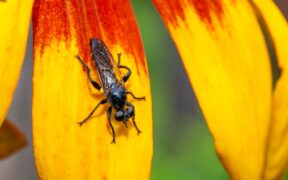 Can parasite medication cause redness around eyes