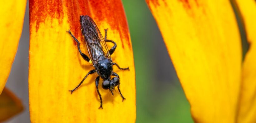 Can parasite medication cause redness around eyes