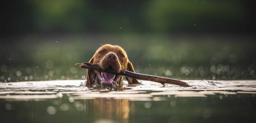 Why does my dog itch after swimming