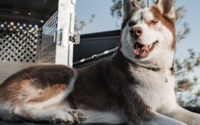 Antibiotics and viral infections in pets explained