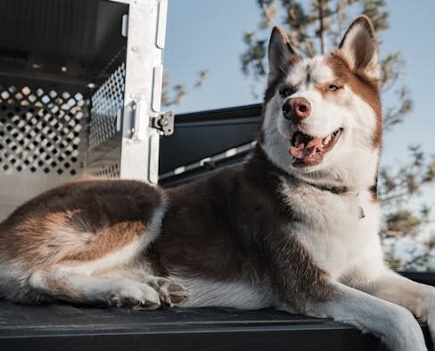 Antibiotics and viral infections in pets explained