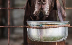 Antibiotics and shelter or rescue pets