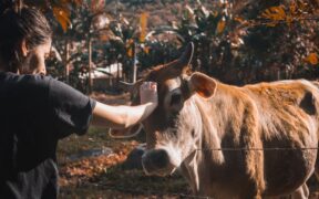 What to do if my pet spits out parasite medication