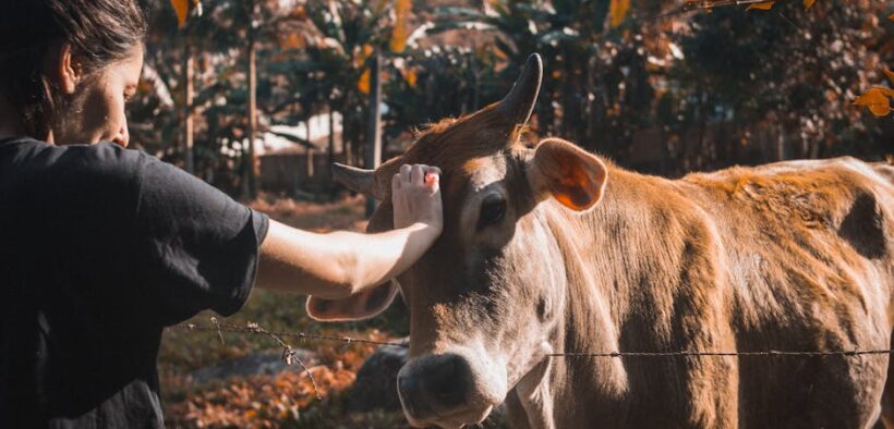 What to do if my pet spits out parasite medication