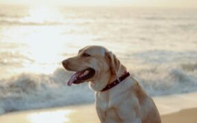 What to do if my dog vomits parasite medication