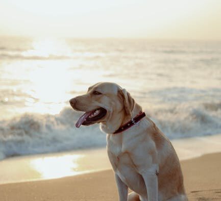 What to do if my dog vomits parasite medication