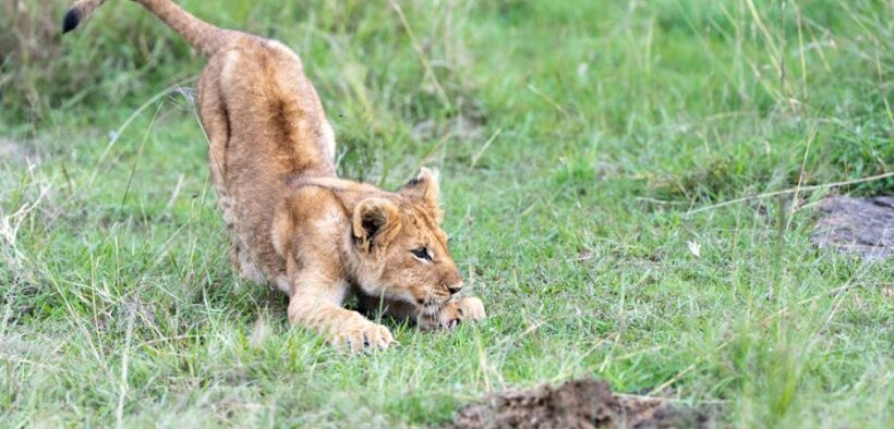 Can parasite medication cause crouching behavior in cats