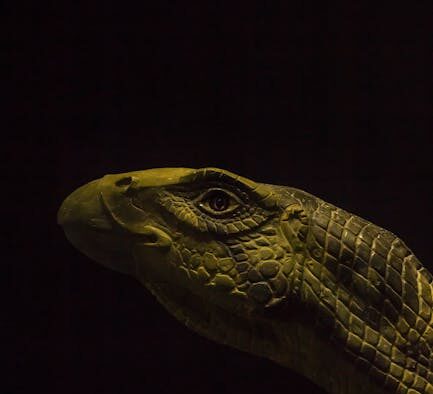 Are scaly skin patches dangerous in pets