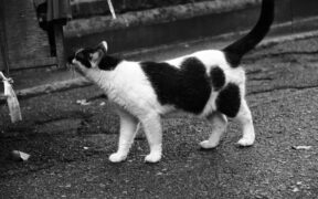 Can my cat have skin pain when walking