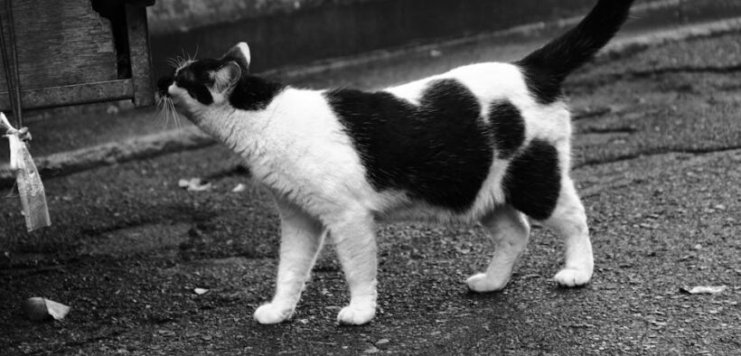 Can my cat have skin pain when walking