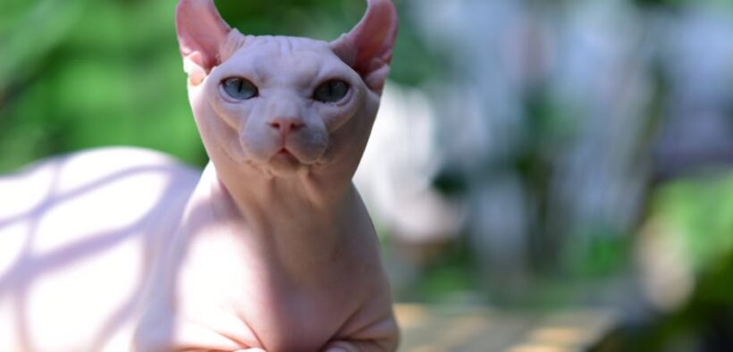 Why does my cat have flaky ears skin