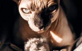 Why is my cat skin turning dark