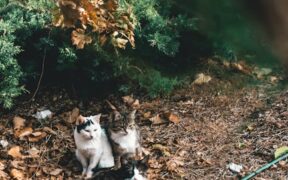 Behavior changes that may indicate pain in pets