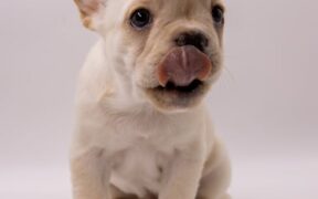 Can my dog have skin lesions from licking