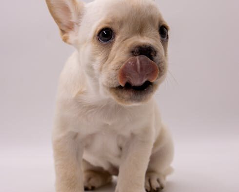 Can my dog have skin lesions from licking