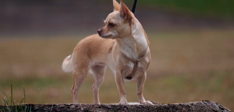 Antibiotics and responsible pet ownership