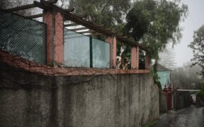 Antibiotics and travel with pets