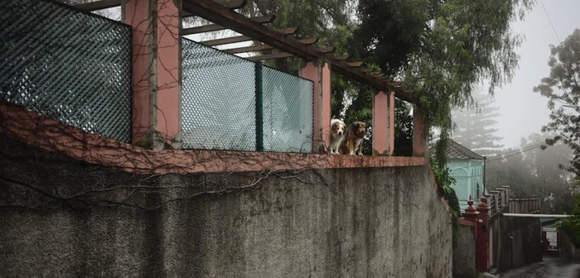 Antibiotics and travel with pets