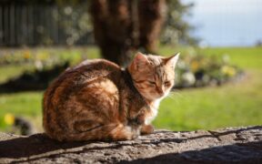 Why rest is important when pets are in pain