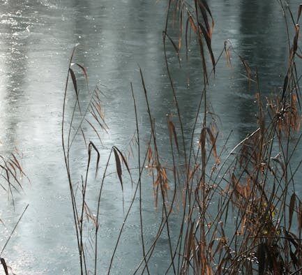 Is dry skin normal in cats during winter