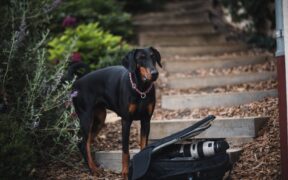 First steps when a dog appears in pain