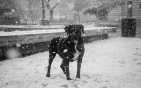 When to worry about constant itching in dogs