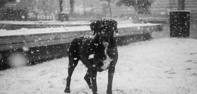 When to worry about constant itching in dogs